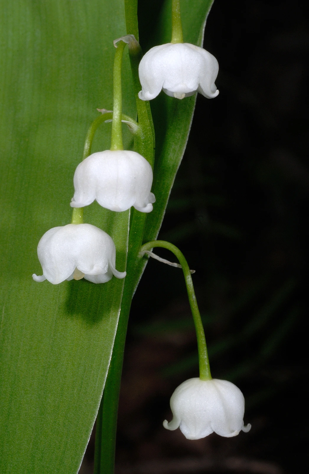 Photo Maurizio Broglio - Convallaria majalis